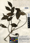 Palicourea crocea (Sw.) Roem. & Schult., Belize, P. H. Gentle 1712, F
